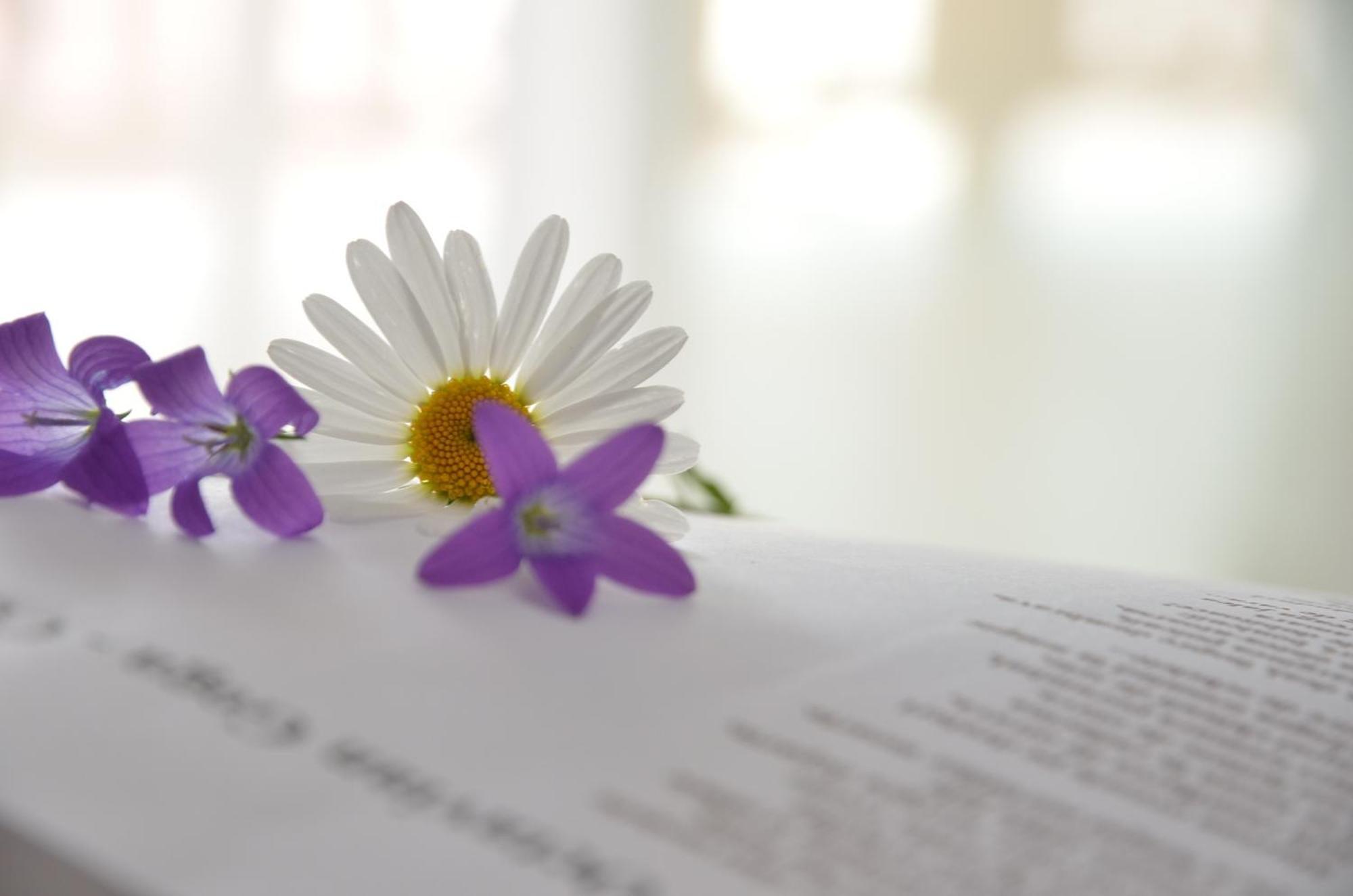 Pensiunea Poezii Alese Valea Drăganului Dış mekan fotoğraf
